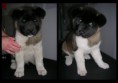 /album/fenykepgaleria/akita-kolyok-kozmetika-jpg/